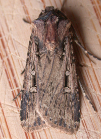 Subterranean Dart